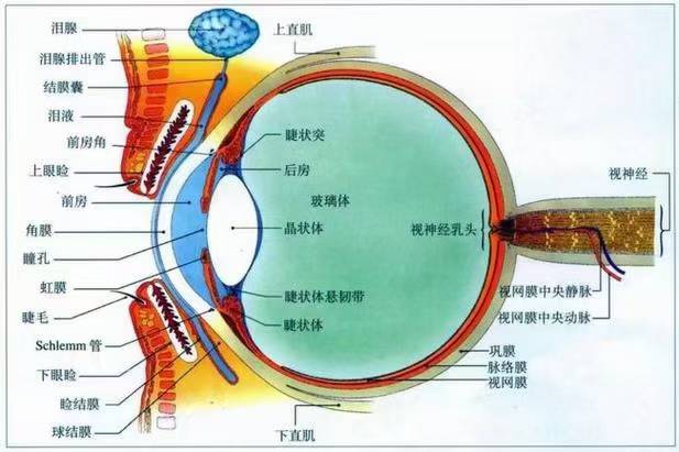 中草药调理近视眼部健康问题